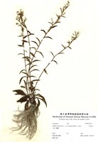 藏品(一枝黃花)的圖片